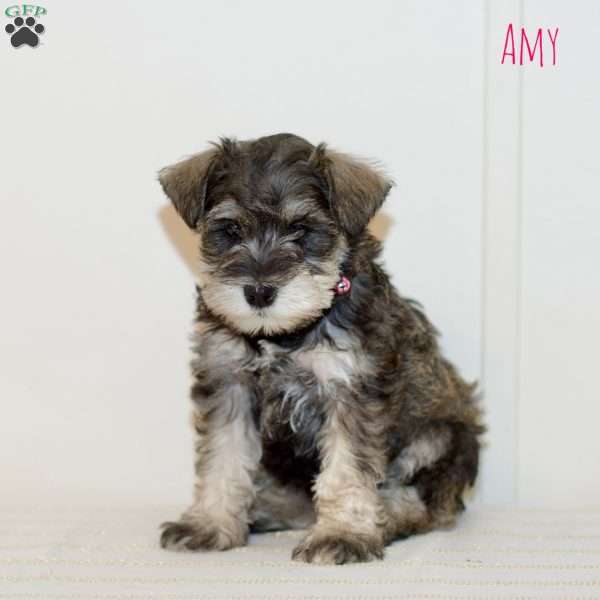 Amy, Miniature Schnauzer Puppy