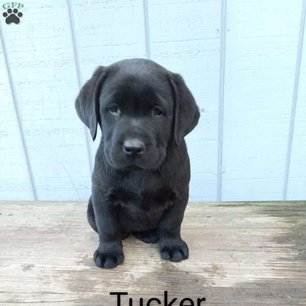Tucker, Black Labrador Retriever Puppy