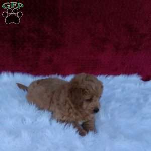 Mia, Mini Goldendoodle Puppy