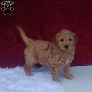 Maple, Mini Goldendoodle Puppy
