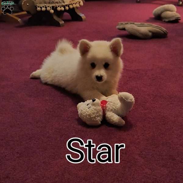 star, American Eskimo Puppy