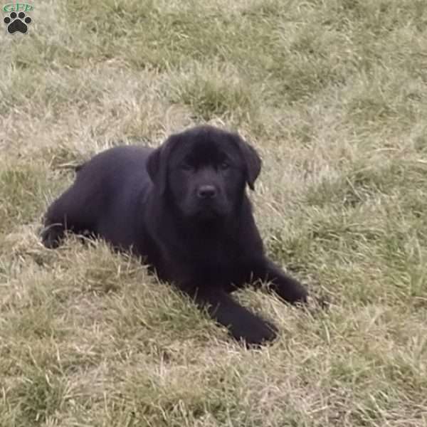 Layla, Black Labrador Retriever Puppy