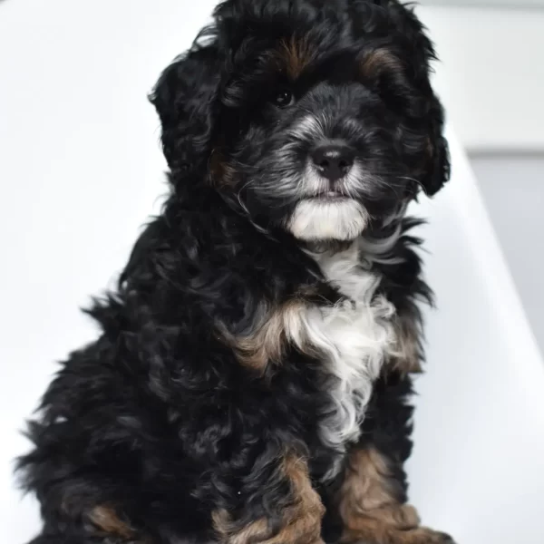 Tux, Mini Bernedoodle Puppy