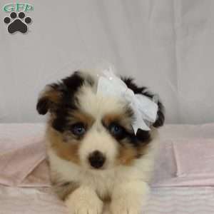 Chloe, Miniature Australian Shepherd Puppy