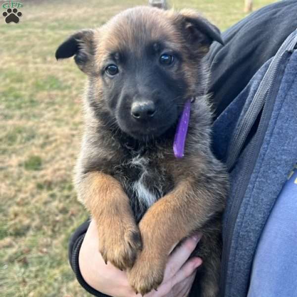 Mary, Belgian Malinois Mix Puppy