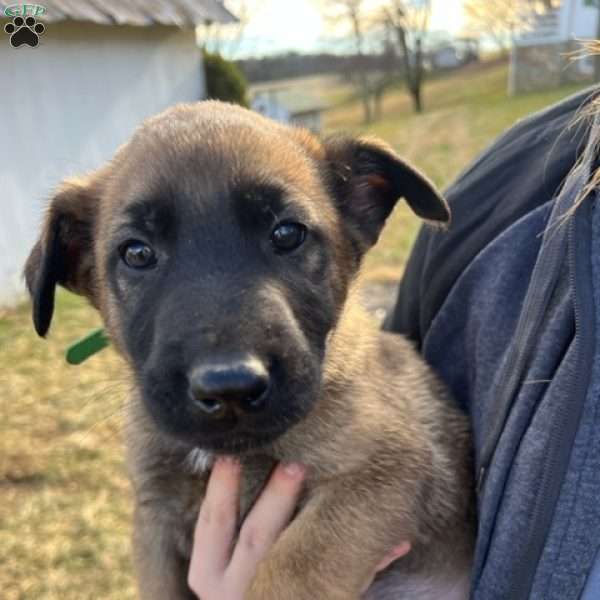 Bo, Belgian Malinois Mix Puppy