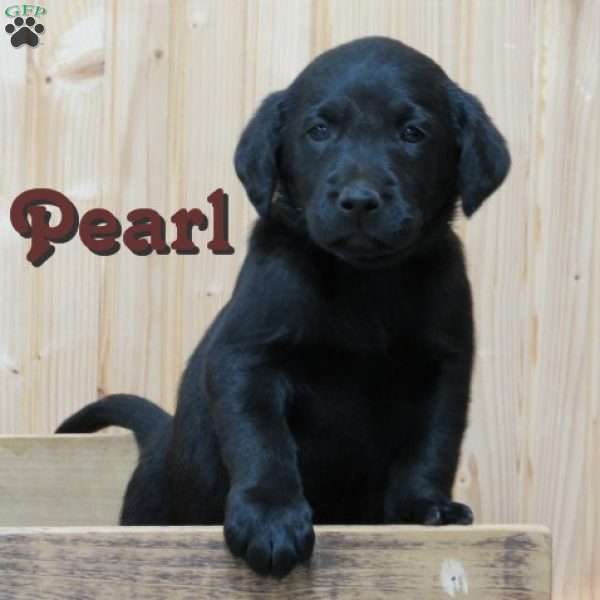 Pearl, Black Labrador Retriever Puppy