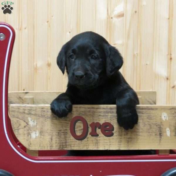 Ore, Black Labrador Retriever Puppy