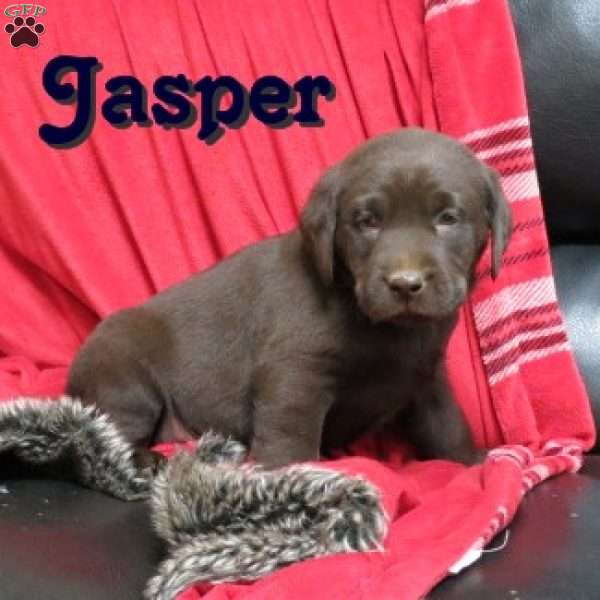 Jasper, Black Labrador Retriever Puppy