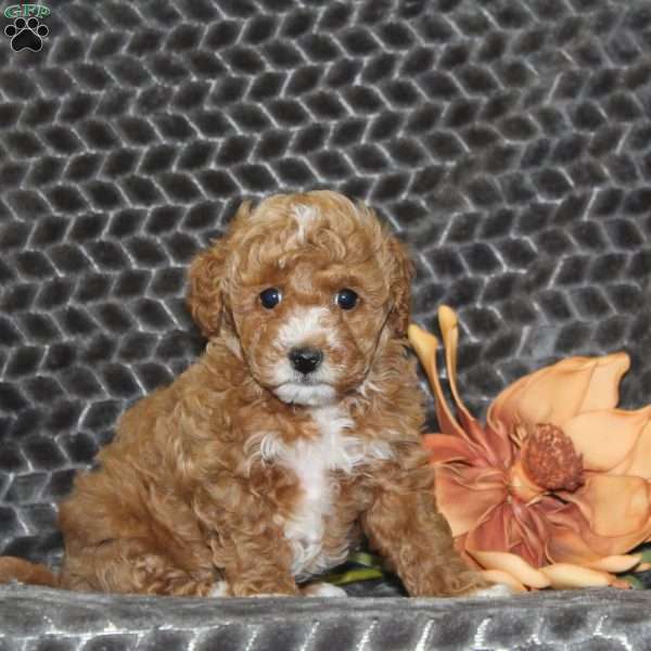 Charlotte, Miniature Poodle Puppy