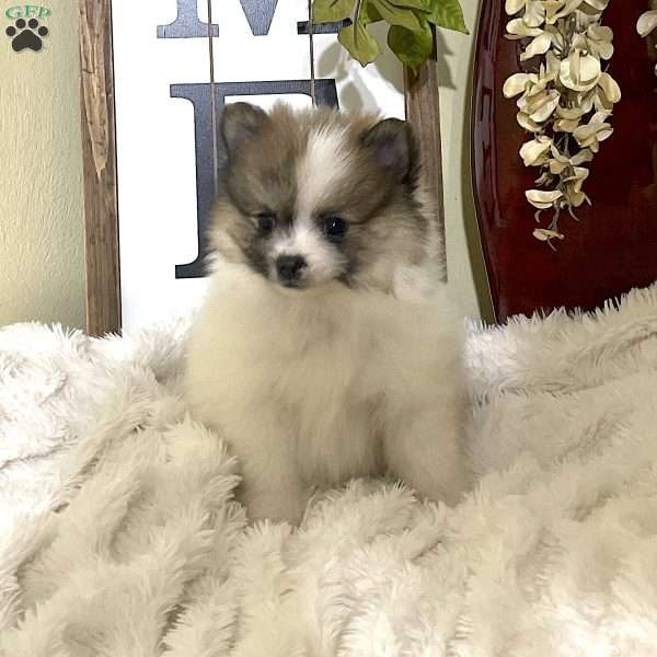 Roger, Pomeranian Puppy