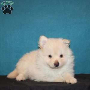 Ray, Pomeranian Puppy