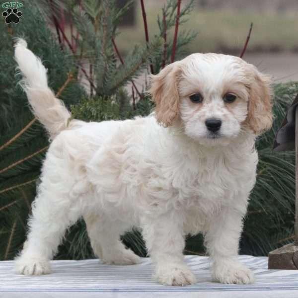 Roxie, Cavachon Puppy