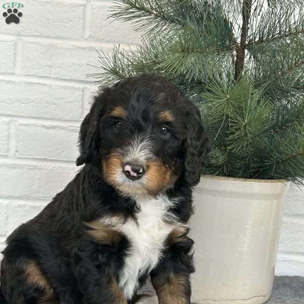 George, Bernedoodle Puppy