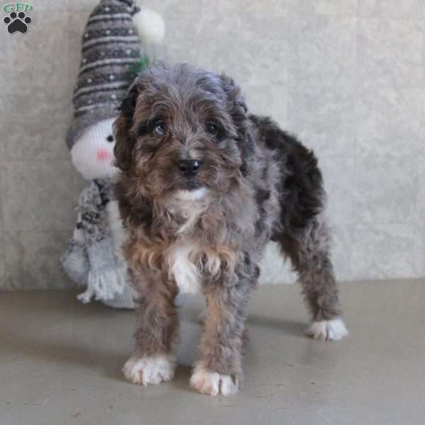 Clause, Miniature Aussiedoodle Puppy