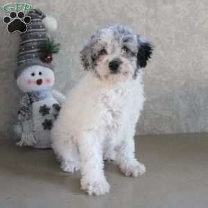 Miniature Aussiedoodle Puppies For Sale | Greenfield Puppies