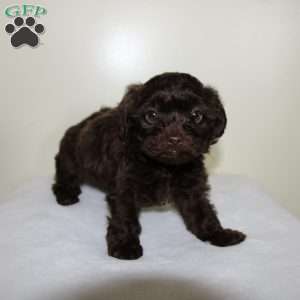Cocoa, Havapoo Puppy