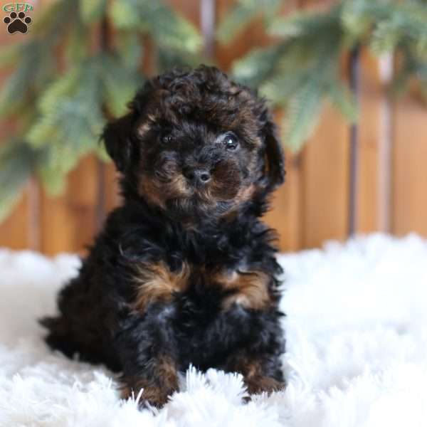 Tanner, Yorkie-Poo Puppy
