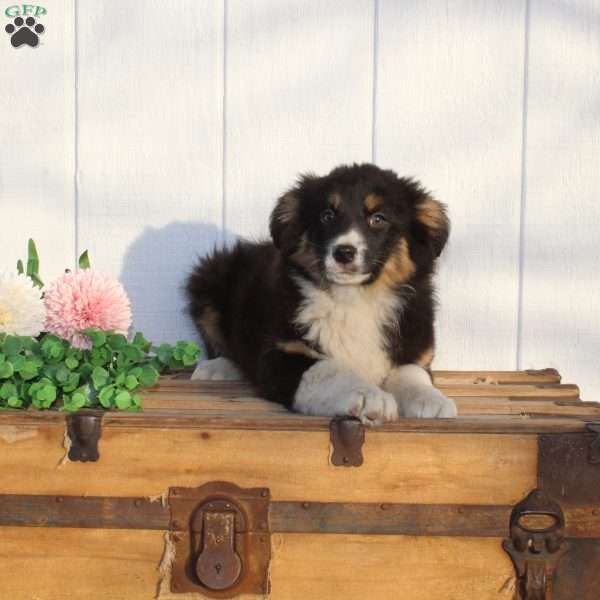 Margo, Miniature Australian Shepherd Puppy
