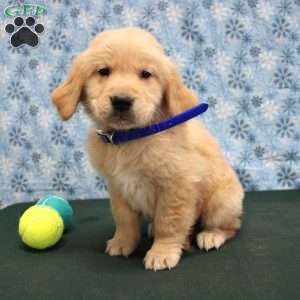 Scott, Golden Retriever Puppy