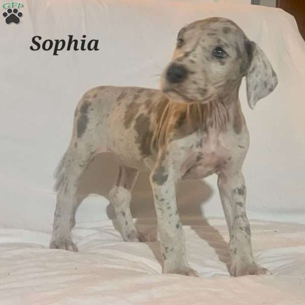 Sophia, Great Dane Puppy