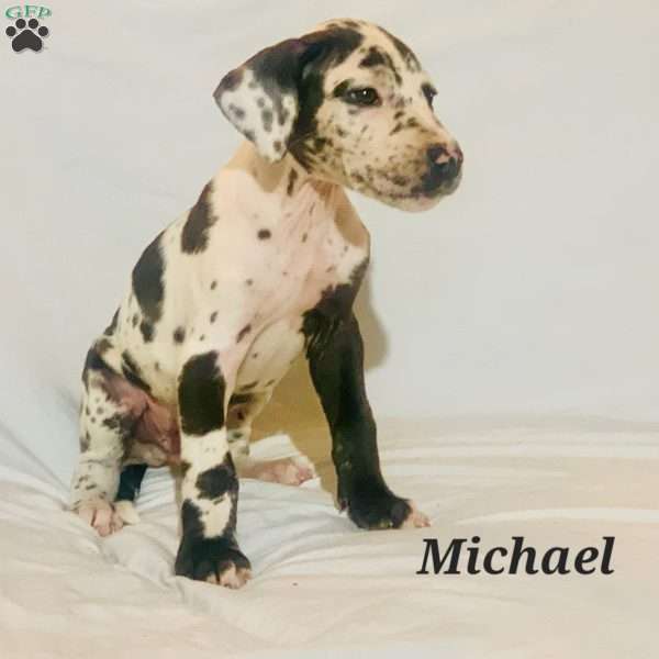 Michael, Great Dane Puppy
