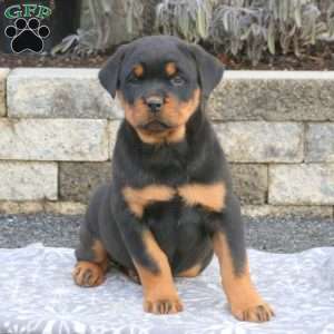 a Rottweiler puppy named Jessie