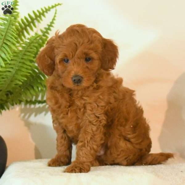Jayden, Mini Goldendoodle Puppy