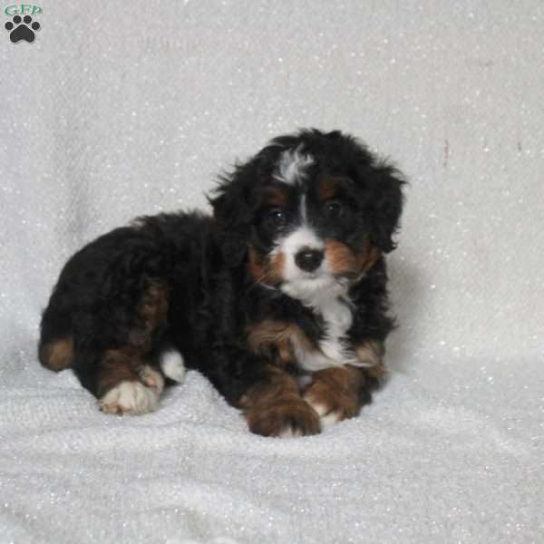 Jersey, Mini Bernedoodle Puppy