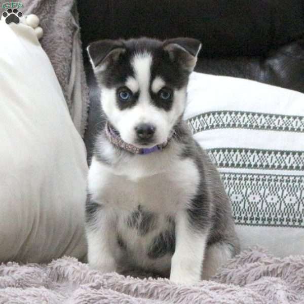 Juno, Pomsky Puppy