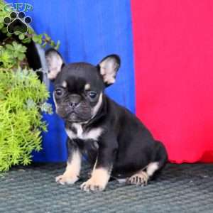 Karson, French Bulldog Puppy