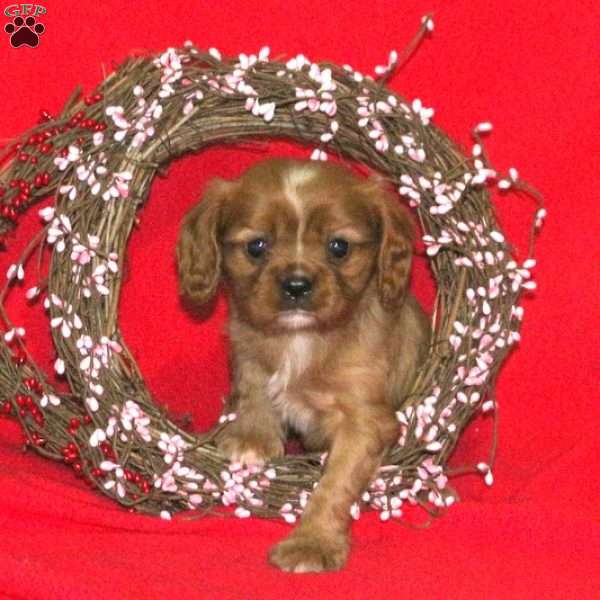 Kayden, Cavalier King Charles Spaniel Puppy