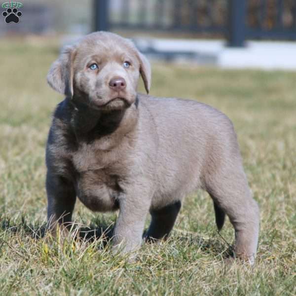 Kelsey, Silver Labrador Retriever Puppy