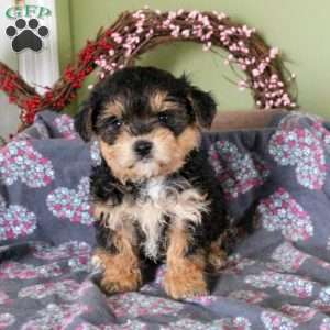 Yorkie-Chon Puppies For | Greenfield Puppies