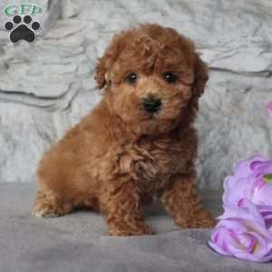 teacup poodles for sale near me craigslist