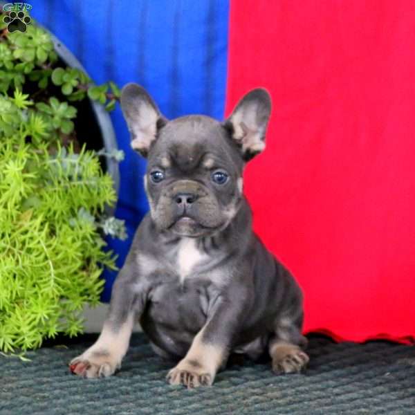 Kip, French Bulldog Puppy
