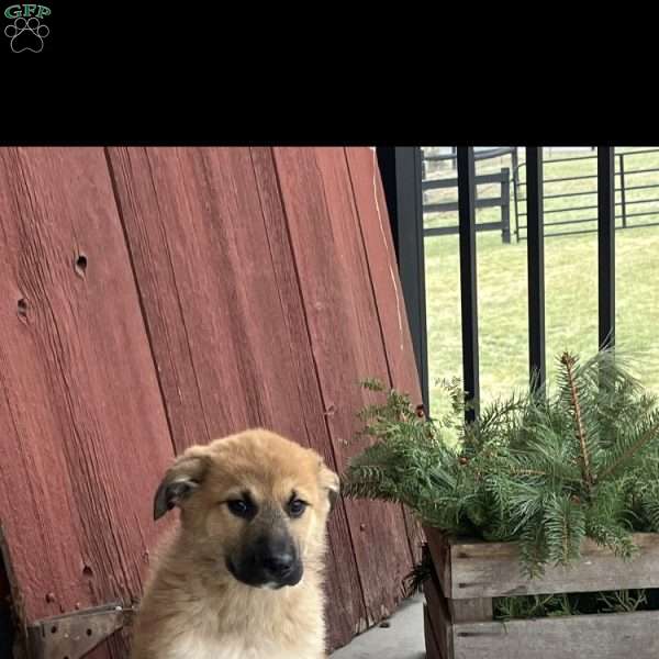 Kleo, German Shepherd Mix Puppy