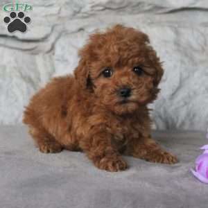 Toy Poodle Puppies For Sale | Greenfield Puppies