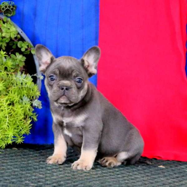 Kody, French Bulldog Puppy