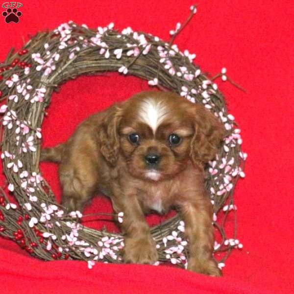 Kyle, Cavalier King Charles Spaniel Puppy
