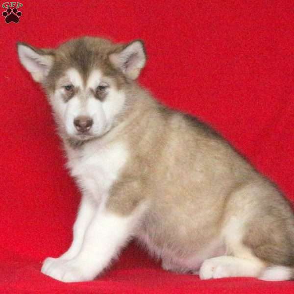 Kyle, Alaskan Malamute Puppy