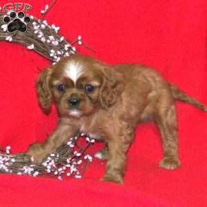 Kyle, Cavalier King Charles Spaniel Puppy