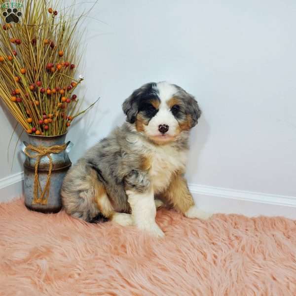 Lacey, Aussiedoodle Puppy