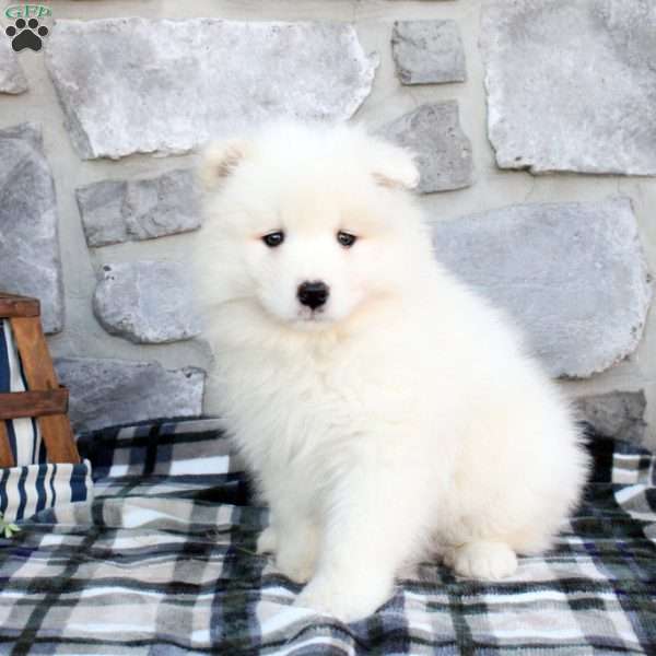 Laken, Samoyed Puppy
