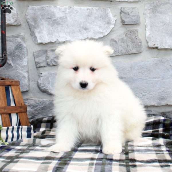 Lane, Samoyed Puppy