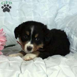 Bernese Mountain Dog Puppies For Sale - Greenfield Puppies