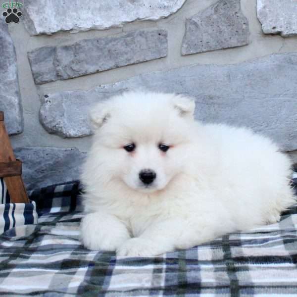 Lee, Samoyed Puppy