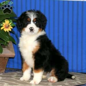 Lexy, Bernedoodle Puppy