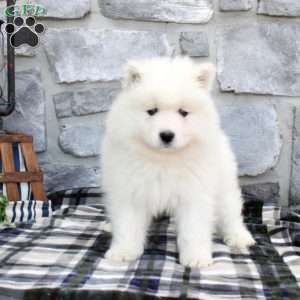 Liam, Samoyed Puppy