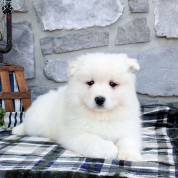 Luca, Samoyed Puppy